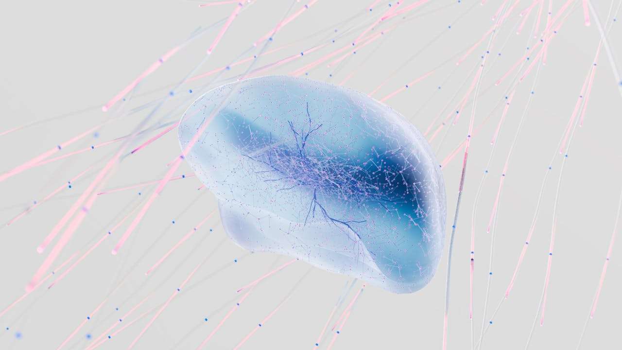 Il cervello è l’organo che ci permette di essere “sociali”